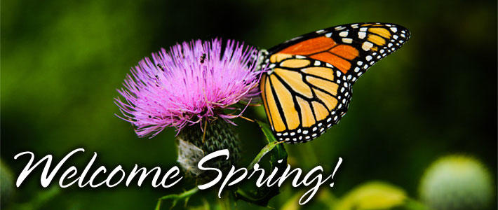 flower with butterfly on it with words Welcome Spring