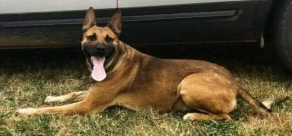 K9 Vader waiting to receive his bullet and stab protective vest.