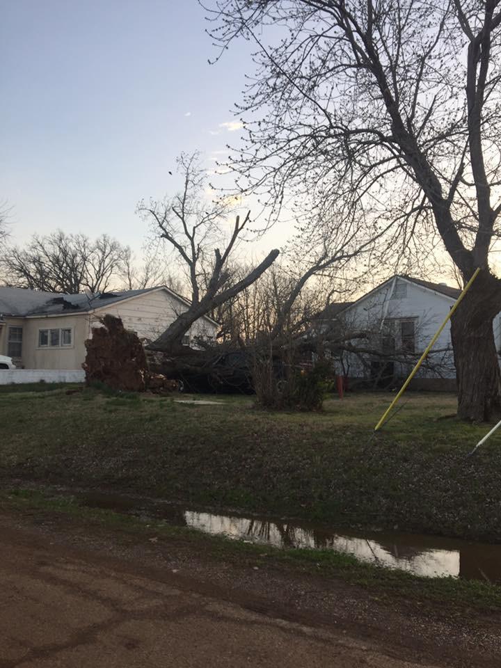 tree down in yard