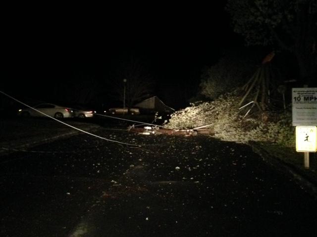 tree down in street